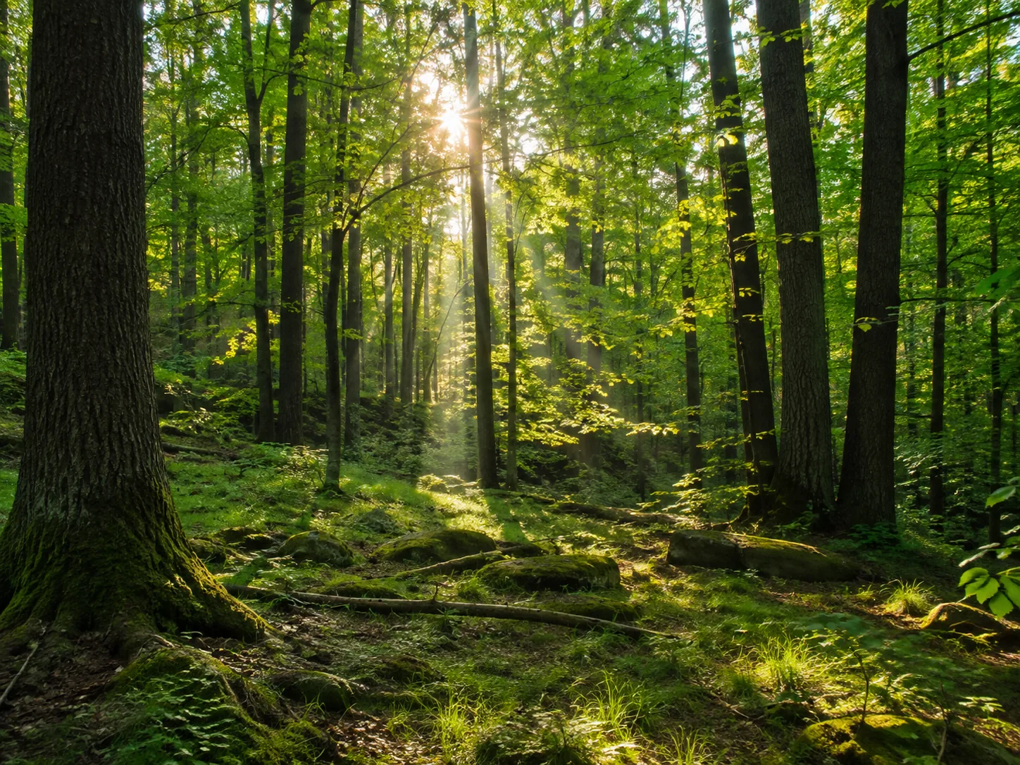 Sunlight passing through a green forest